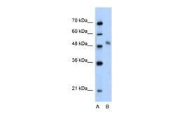 A-Myb Antibody, Novus Biologicals 100 &mu;L; Unconjugated:Antibodies, Polyclonal